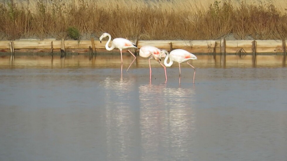 Колонии от розово фламинго край Бургас и Поморие
