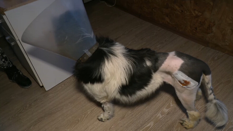 Прегазеното в Мало Конаре куче на Бъдни вечер намери приемен дом