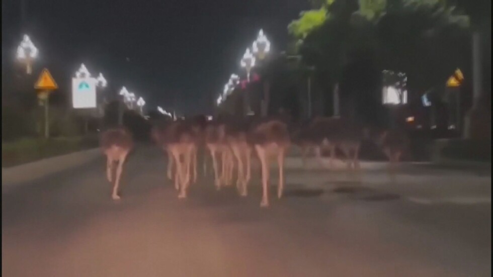 Необичайна гледка: Щрауси бягат по улиците на град в Китай (ВИДЕО)