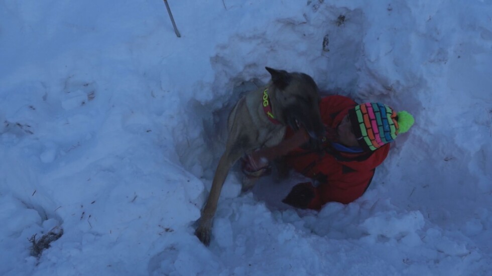 Куче откри „затрупан“ от лавина: Как се обучават кучетата планински спасители?
