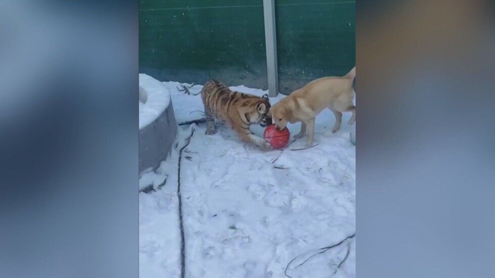 Игра в снега: Тигърчета, куче и трикрако лъвче се забавляват с топка (ВИДЕО)