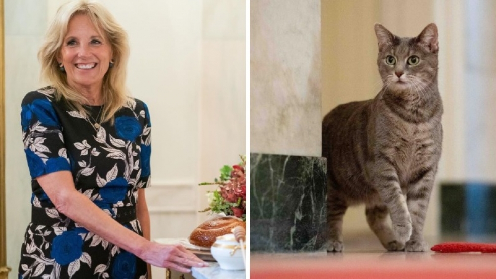 Първата котка на САЩ – запознайте се с новия домашен любимец в Белия дом