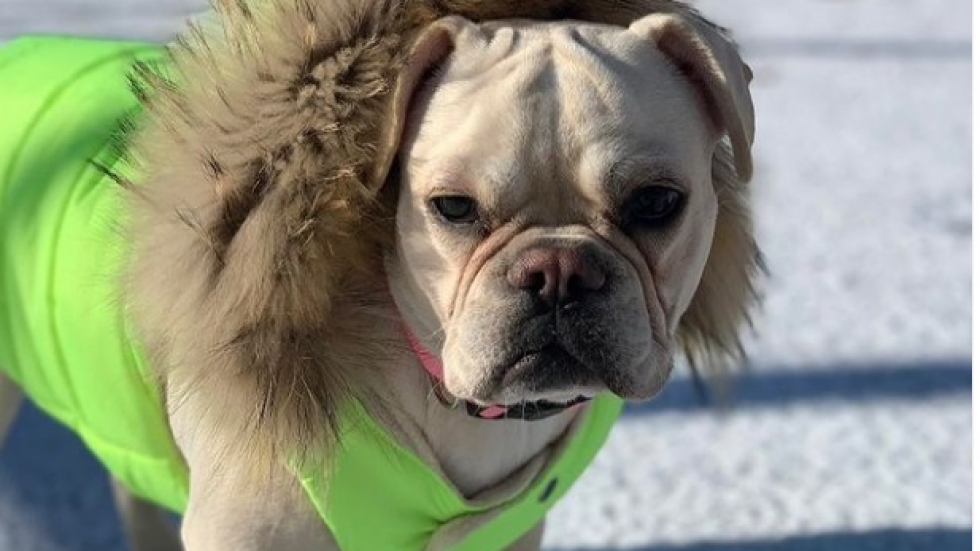 Мода на четири крака – как да облечете кучето си през зимата