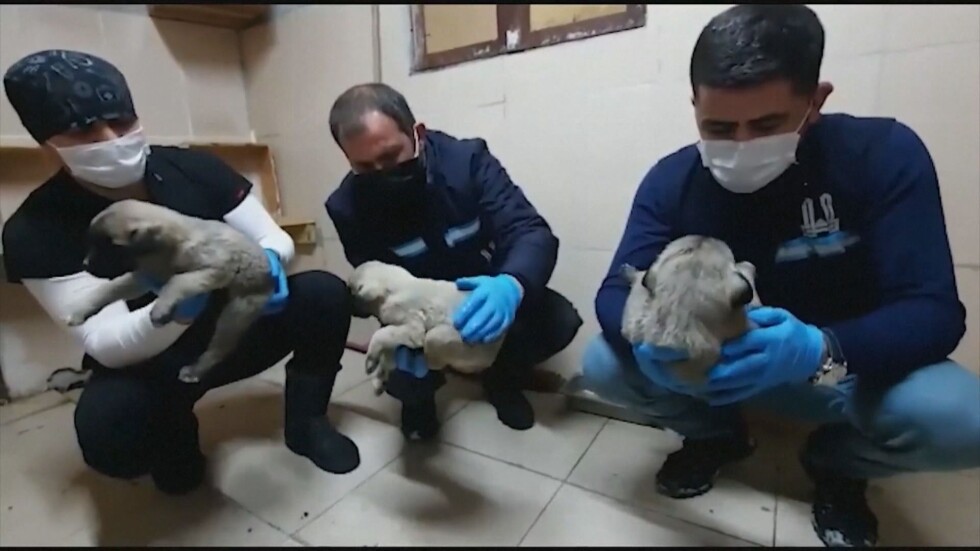 Спасиха от студа повече от 60 кученца в Турция (ВИДЕО)