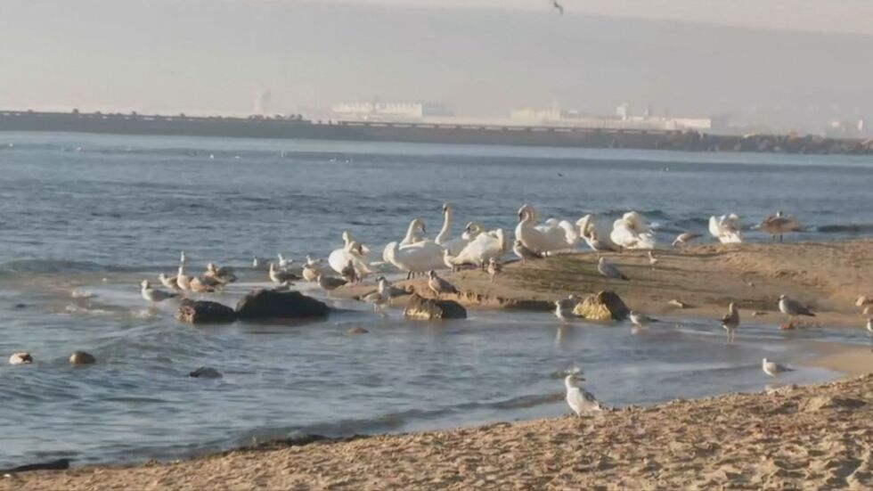 Лебеди отново ще зимуват във Варна