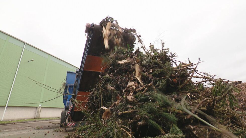 Над 11 000 тона компост се получават от преработка на коледни елхи и зелени отпадъци в София