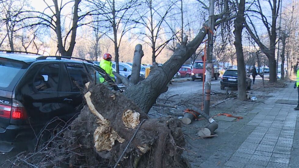 Над 130 сигнала за паднали дървета и счупени клони в София