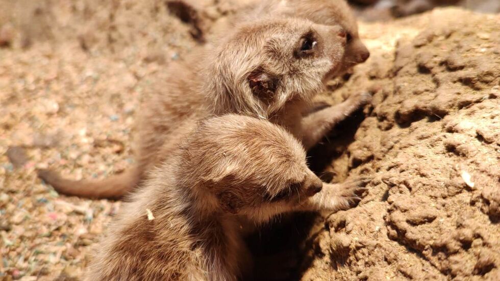 Нови обитатели: Столичният зоопарк показа бебета сурикати (СНИМКИ)