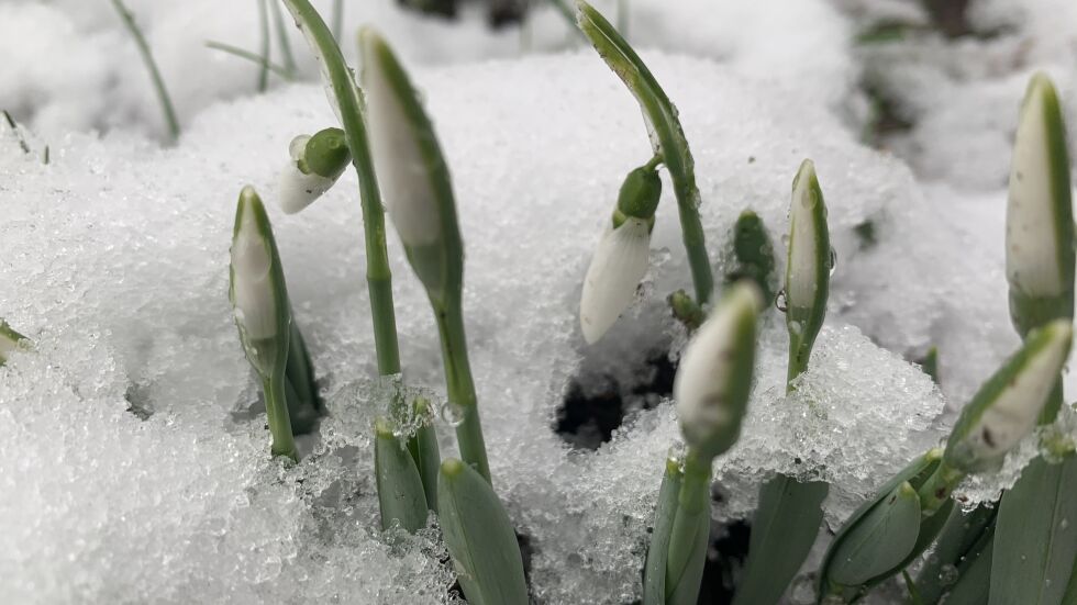 Кокичета или сняг през януари: Какво време ни очаква?
