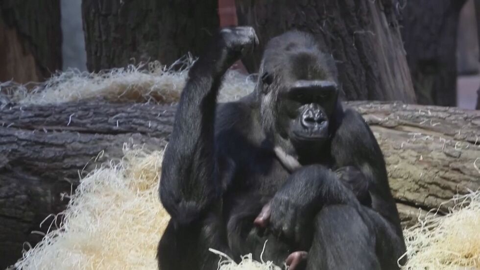  Бебе горила от предпазен тип се роди в зоопарка в Прага 