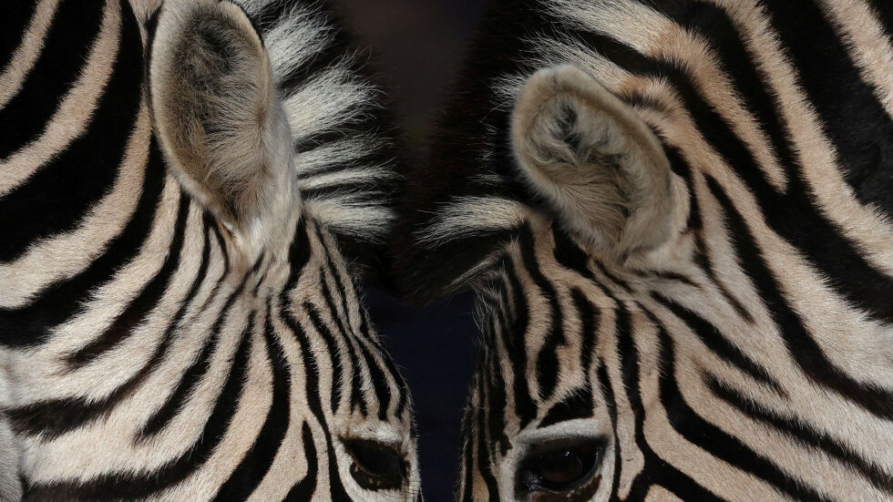 „Инвентаризация“: Преброяват животните в Лондонския зоопарк (ВИДЕО)