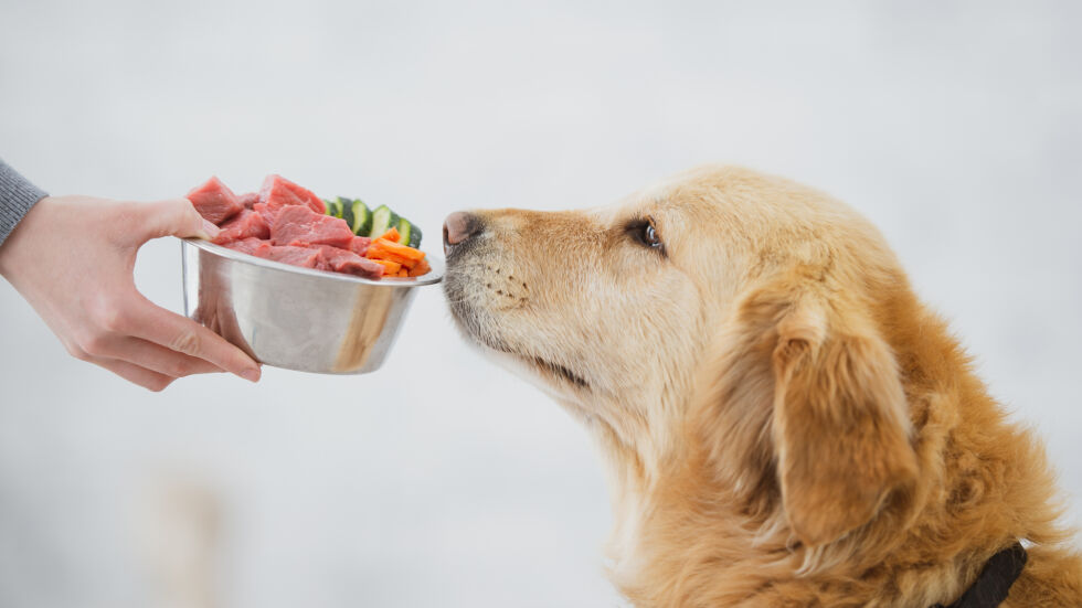 Фирма получава разрешение да произвежда храна за кучета от лабораторно създадено месо