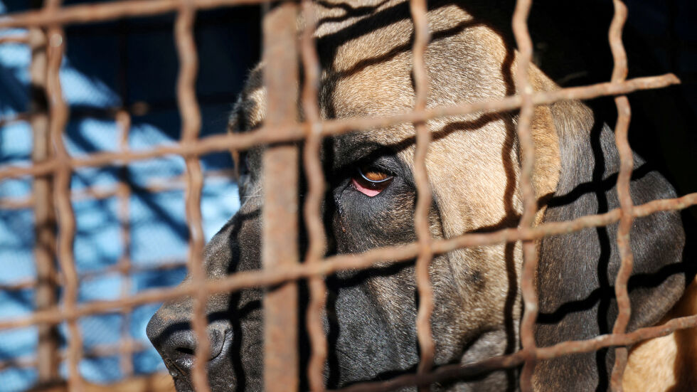 Южна Корея забранява продажбата и клането на кучета за месо