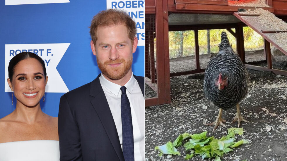 Принц Хари и Меган Маркъл осиновиха кокошка: Ще стане на супа, или ще е кралица? (СНИМКИ + ВИДЕО)
