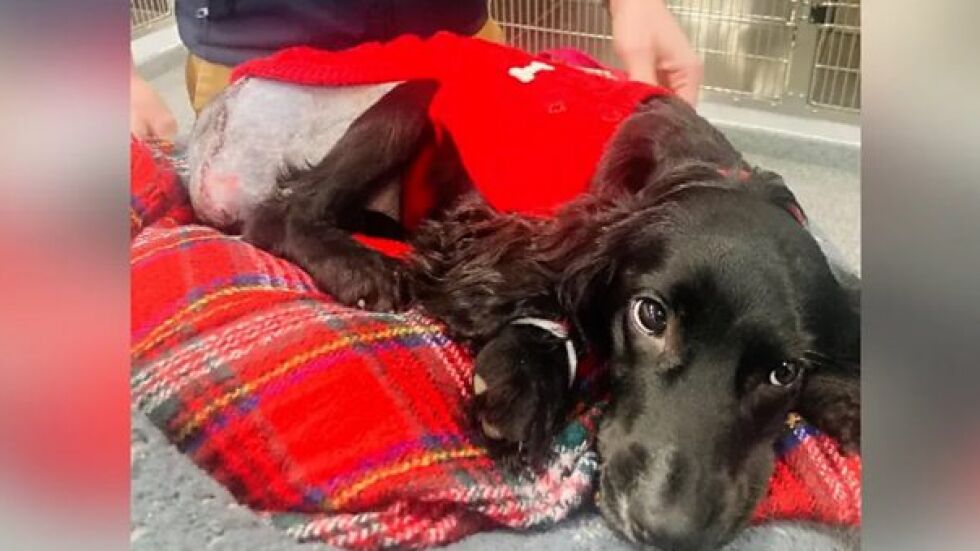 Странният случай на Ариел: Куче с шест крака получи шанс за нормален живот (СНИМКИ)