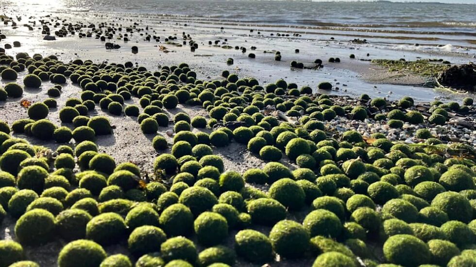 Мистериозни зелени топки се появиха на малък плаж