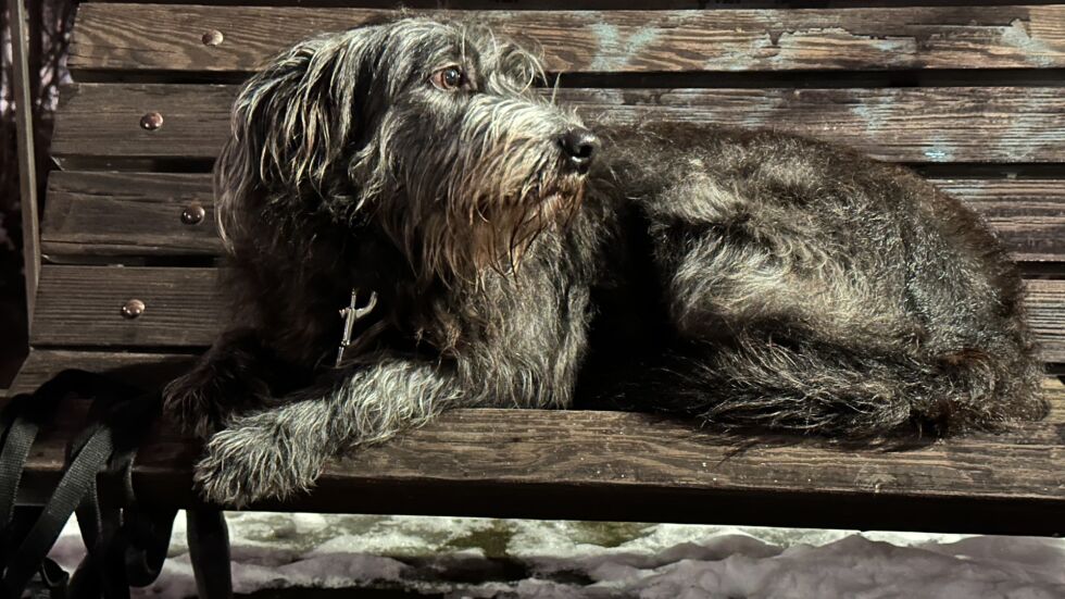  Изоставено и вързано за скамейка: Кучето Шади търси своя нов дом (СНИМКИ) 
