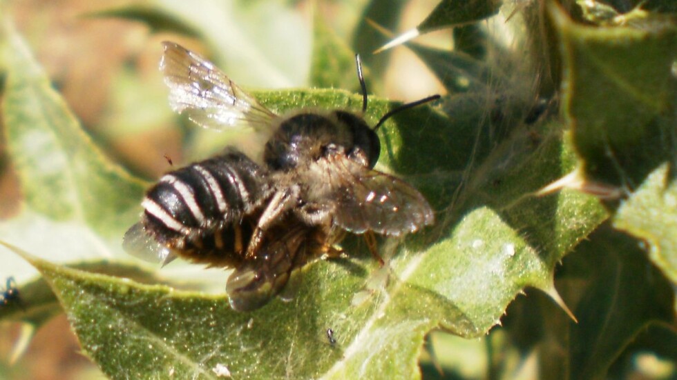 Стотици пчели измират у нас - отровени ли са?