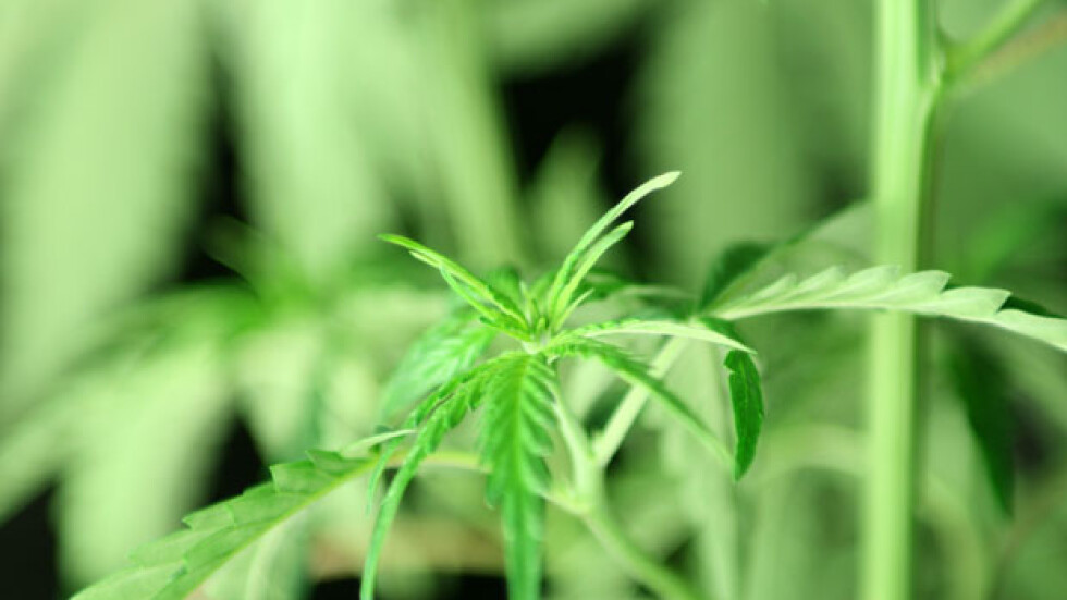 Канада се готви да легализира марихуаната