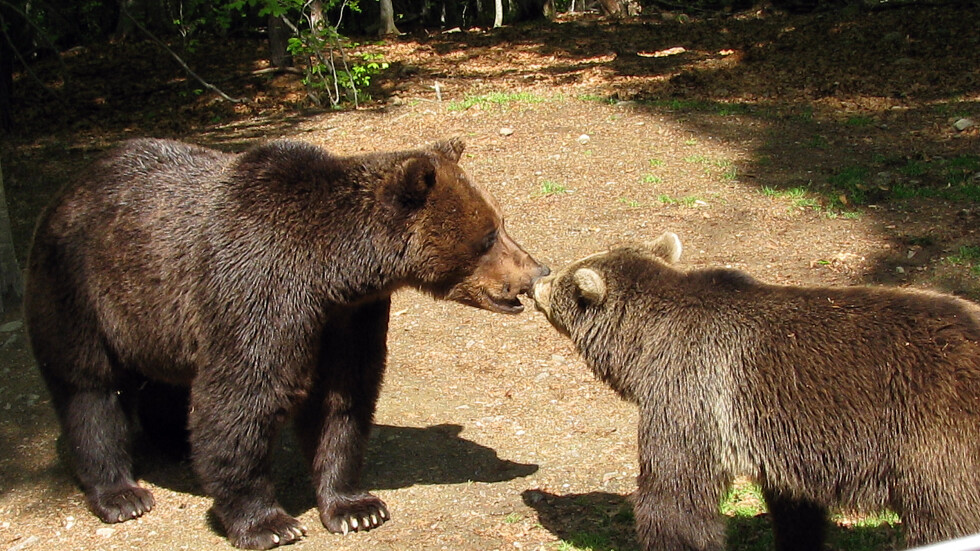 Парламентът забрани лова на кафява мечка
