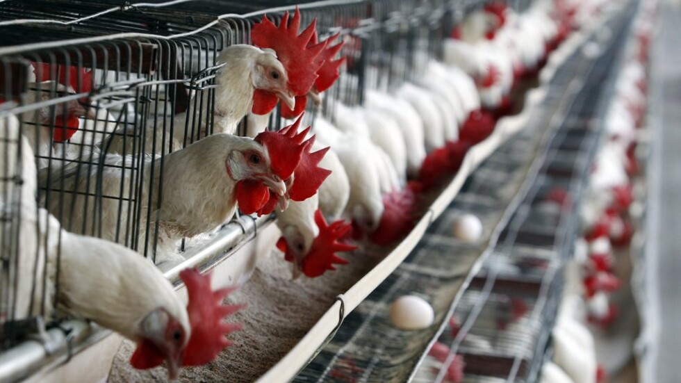 Птичи грип и временна забрана: Здравните власти очакват до 10 дни продуктите да се върнат по пазарите
