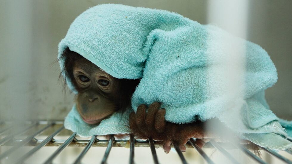 Kalabatu - сладкото бебе орангутан