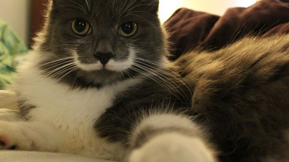 Хамилтън – котката, която прилича на Салвадор Дали