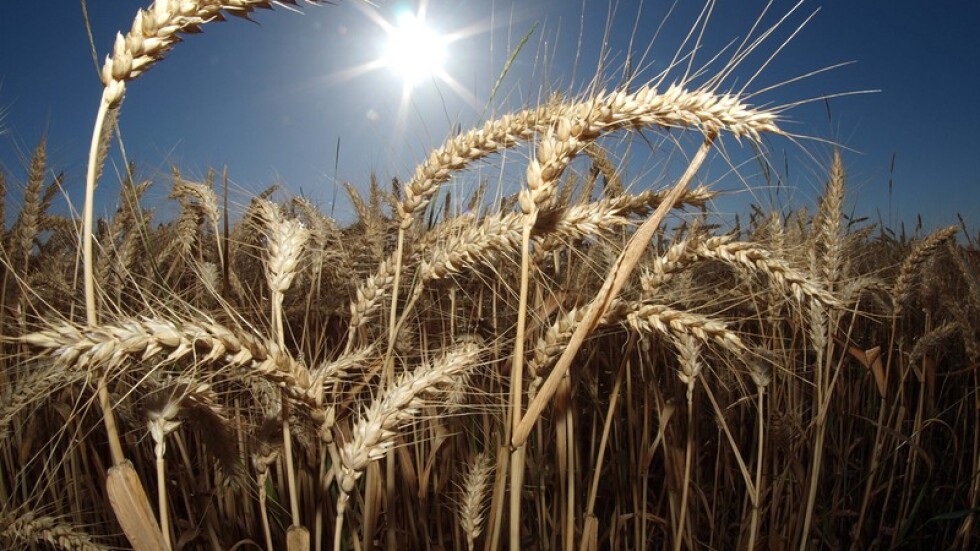 Реколтата от пшеница е по-добра от очакваното