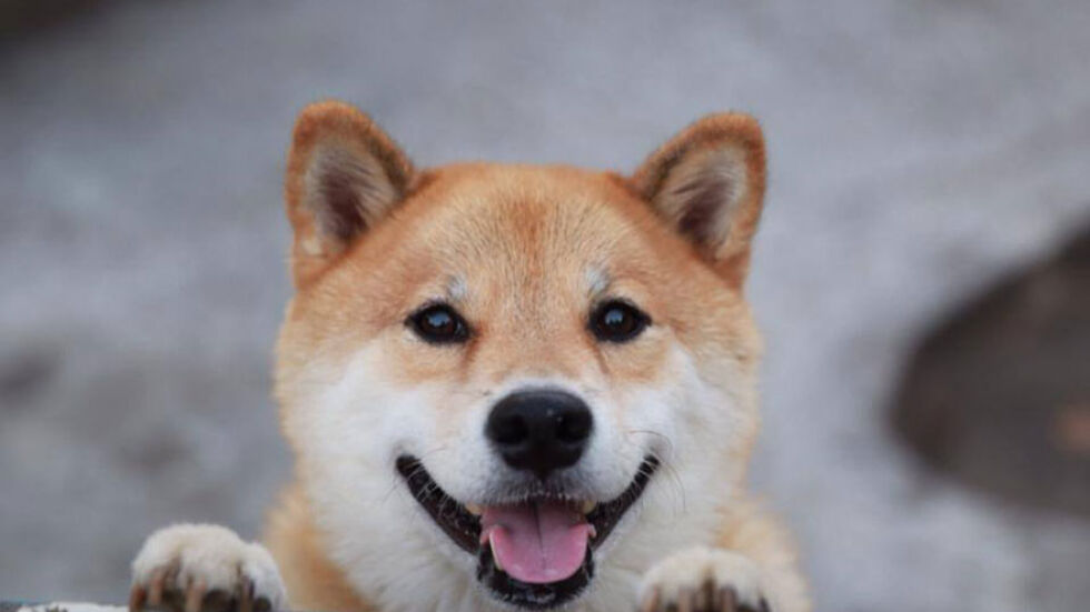 Мару – най-усмихнатото куче