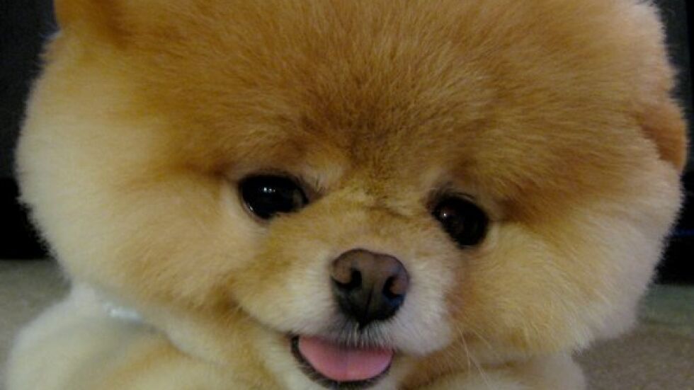 Кое е най- сладкото и популярно кученце в света (снимки)