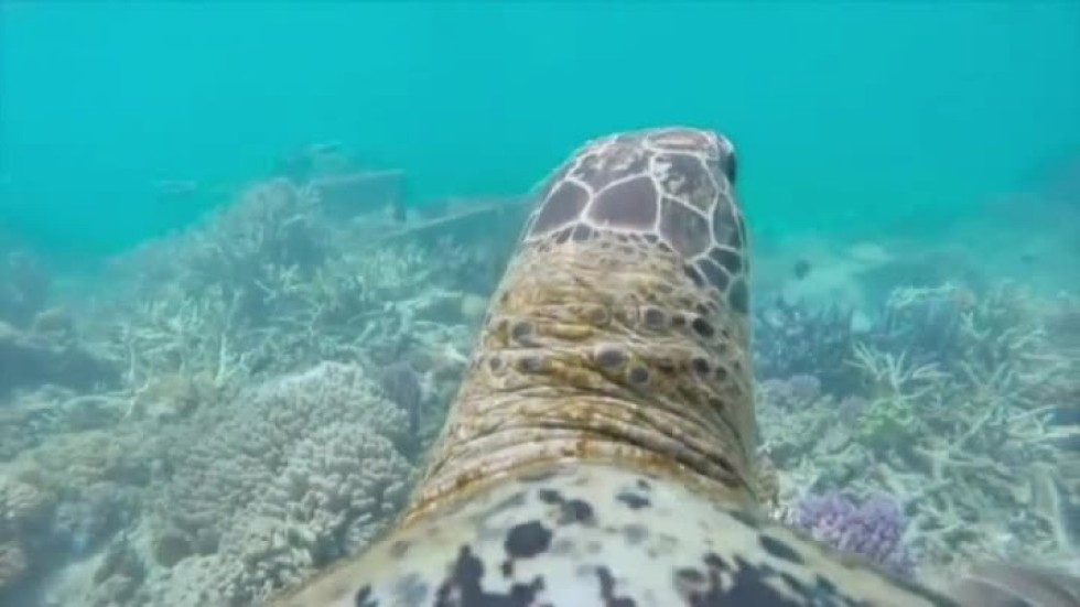 Големият бариерен риф през погледа на една костенурка
