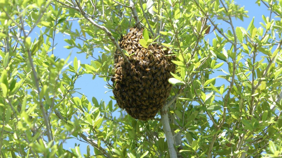 Доброволци осигуряват подслон на бездомни пчели