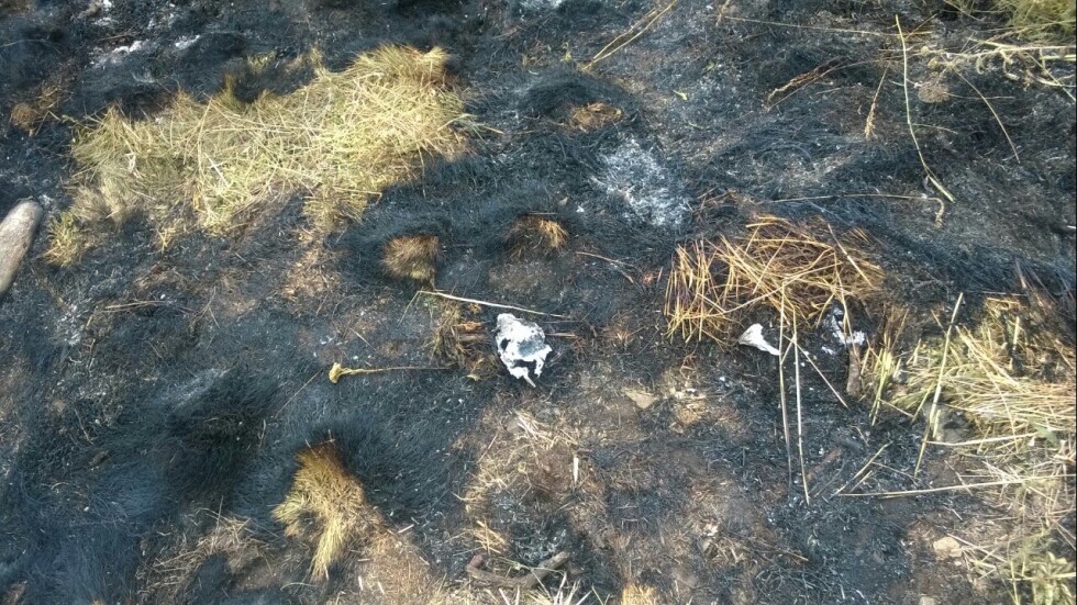 Служител на парк „Рила”: Пламъците в планината са причинени от човек