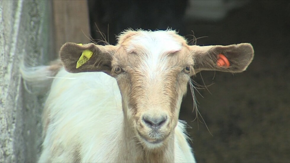 Дезинфекция на животни в Рила заради бруцелоза, 11 души са заразени