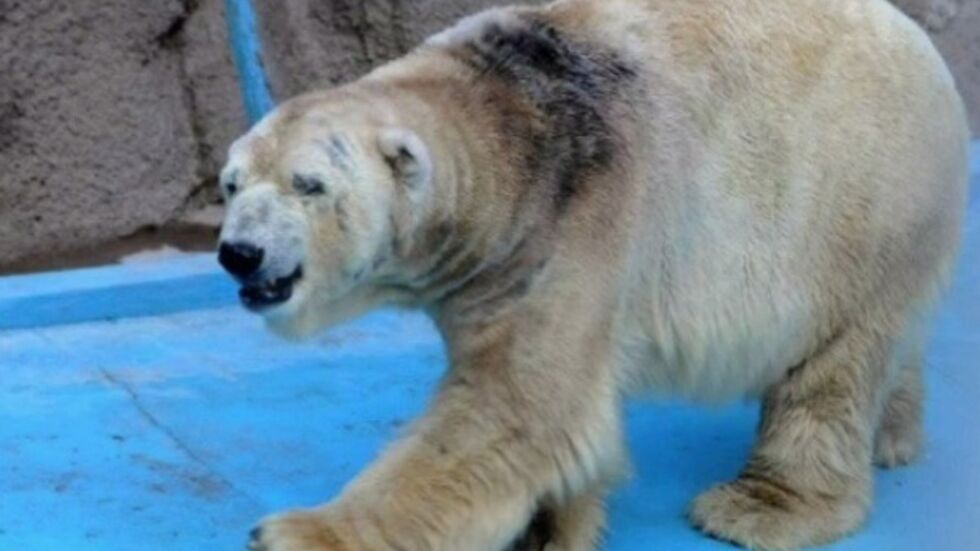 Най-тъжният мечок почина в Аржентина (СНИМКИ И ВИДЕО)