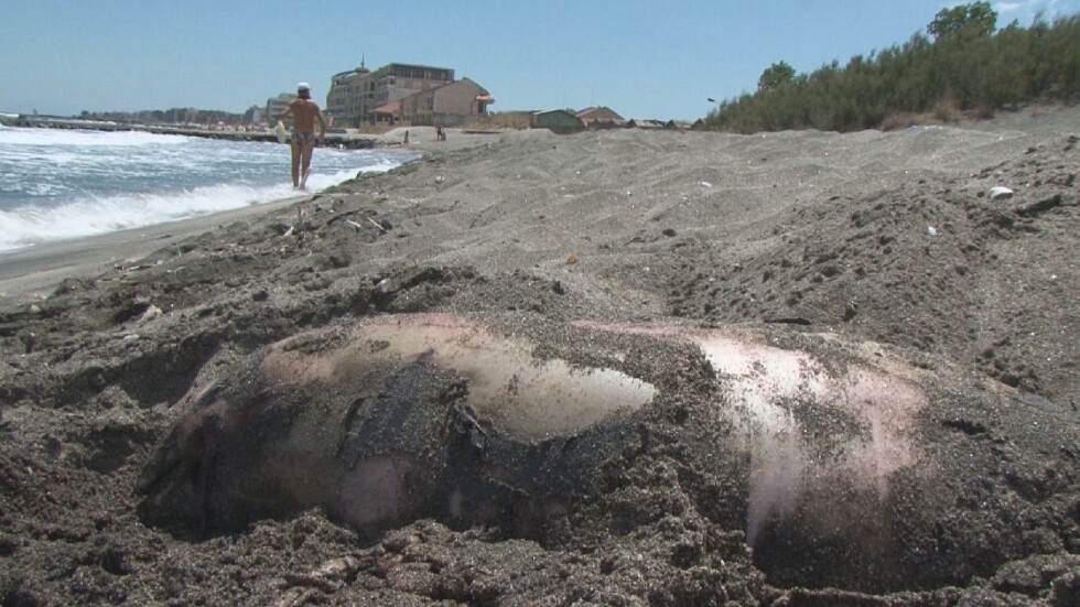 Още мъртви делфини изхвърли морето на юг