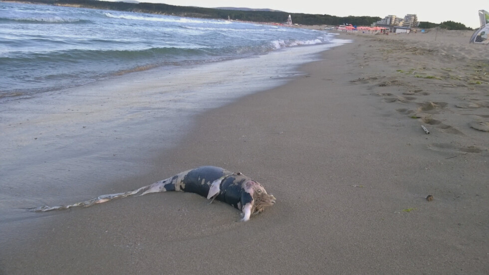 Прокуратурата се самосезира по сигнали за мъртви делфини по Черноморието