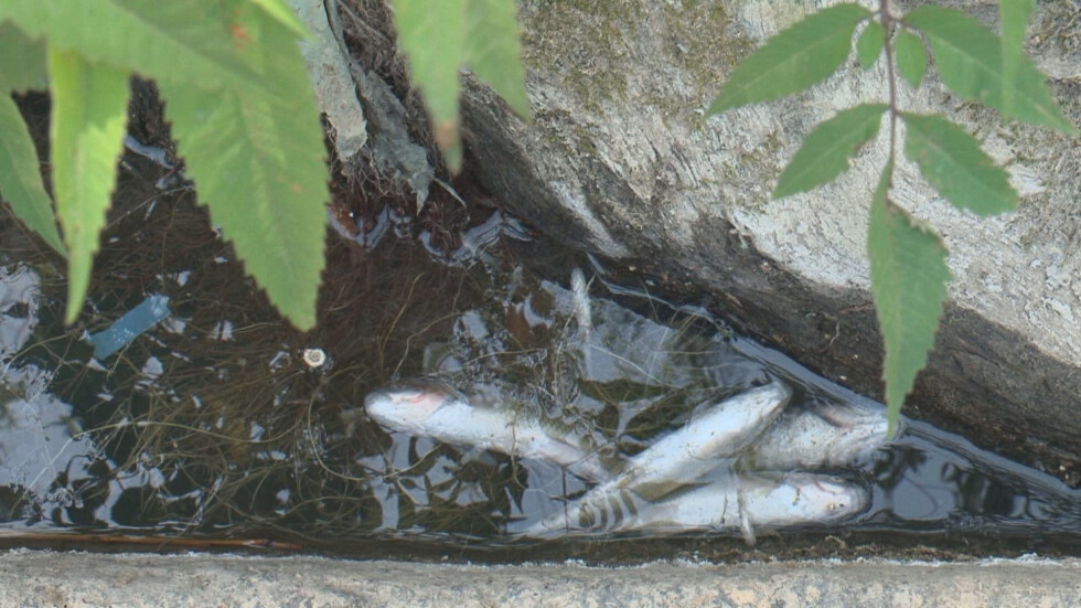 Мъртви риби изплуваха в пловдивска река