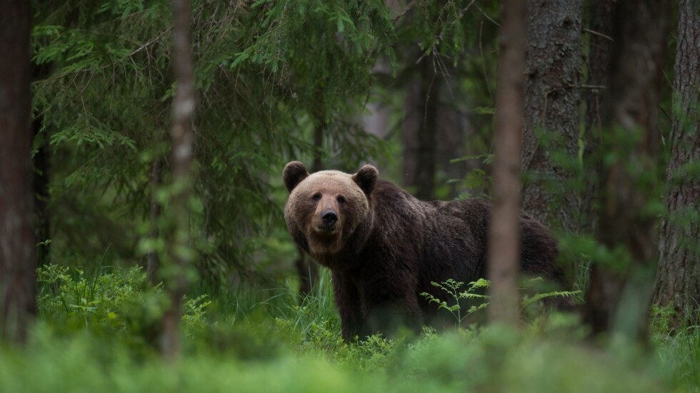 Куриоз: Полицията спаси мечка, заклещила се в контейнер за боклук (ВИДЕО)