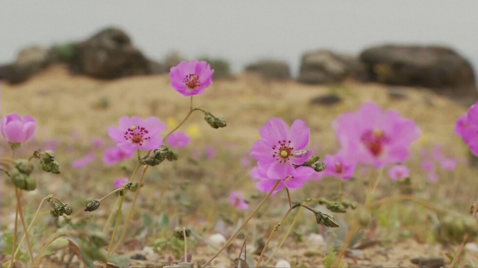 Пустинята Атакама се превърна в море от диви цветя (ВИДЕО)