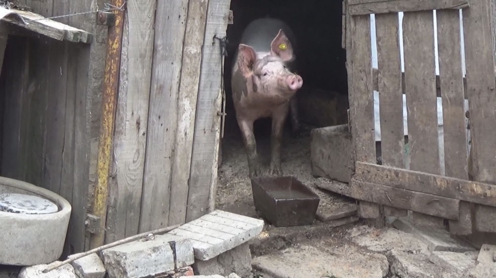 В Силистренско са нащрек заради чумата по свинете