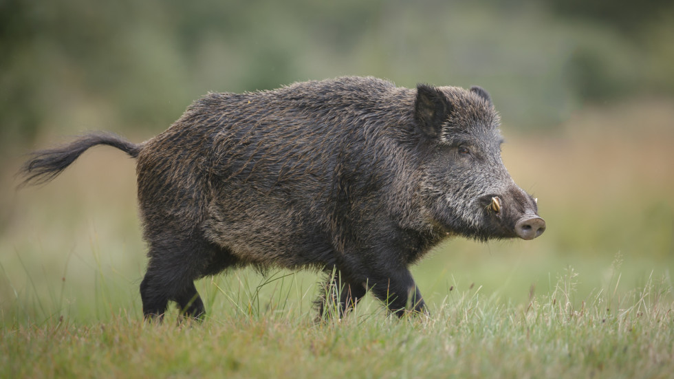  Първи случай на Африканска чума при дива свиня в Силистренско