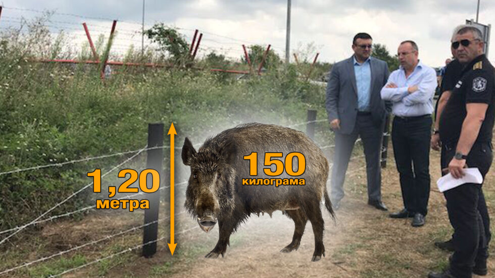 Може ли телена ограда да спре 150-килограмово диво прасе?