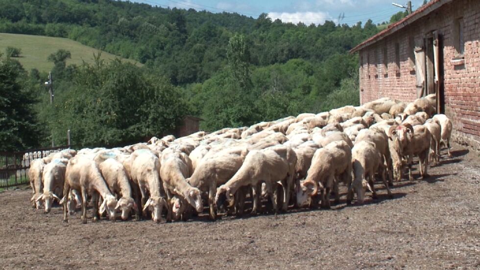 Напрежение в Странджа при повторното вземане на проби за чума по животните 