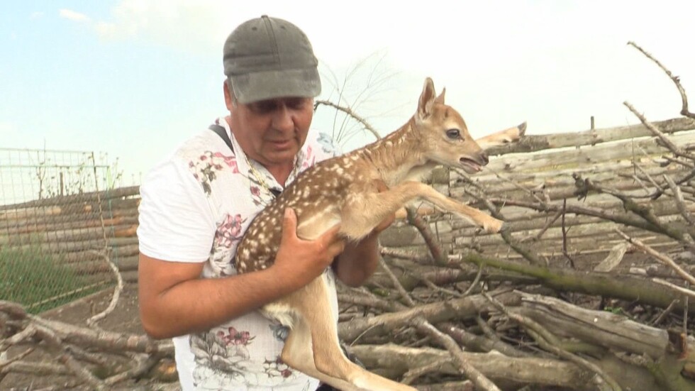  В бургаския зоопарк се роди първото за сезона еленче лопатар