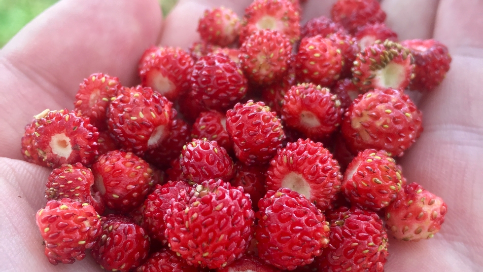 Снимка на деня: Био, еко и безплатни горски ягоди на Витоша