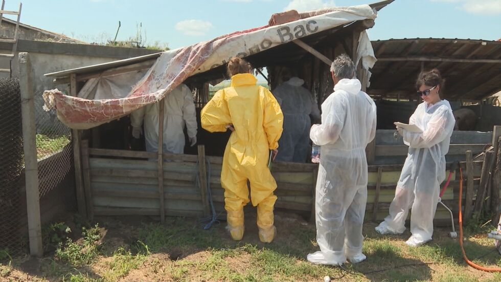 Евтаназираха свине в Никополско заради случаи на африканска чума