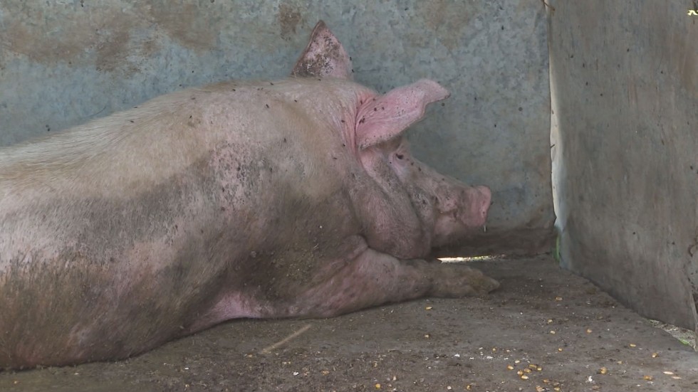 Остава в сила бедственото положение заради африканската чума по свинете
