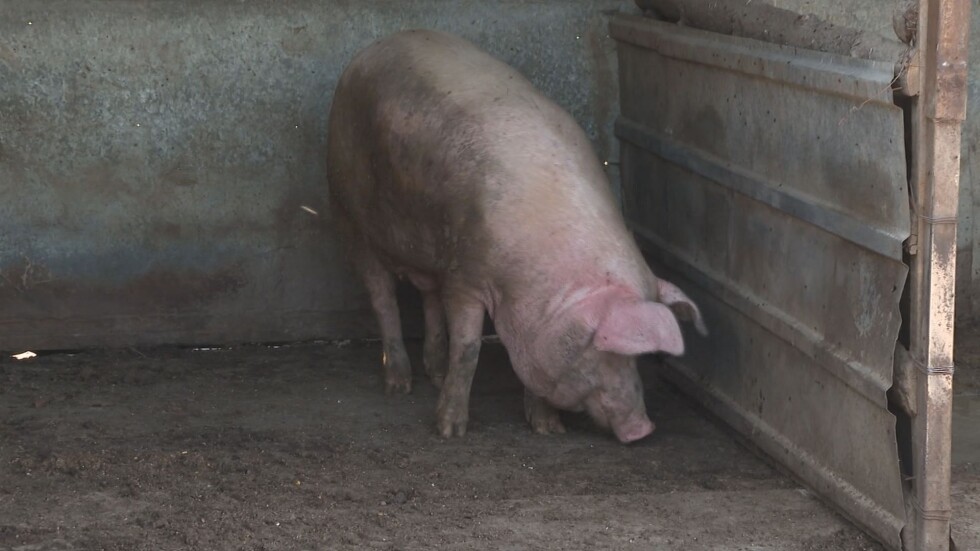 Трета индустриална ферма с 30 000 свине е засегната от чумата у нас