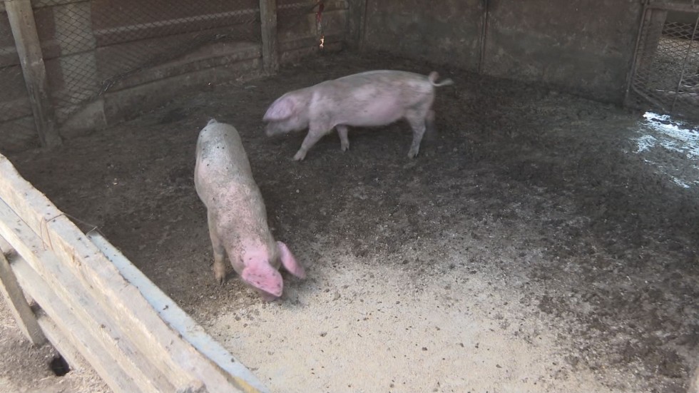 Бедствено положение в област Русе заради африканската чума по свинете